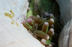 Raja Ampat 2016 - Periclimenes sarasvati or tosa - Sarasvati anemone shrimp - Crevette commensale des anemones - IMG_5586_rc